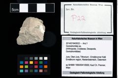 Foto (Objekt + Etikett) von Goniodromites sp.  (NHMW-GEO-2014-0194-0022)